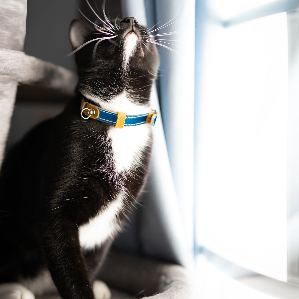 Blueberry cat outlet collar