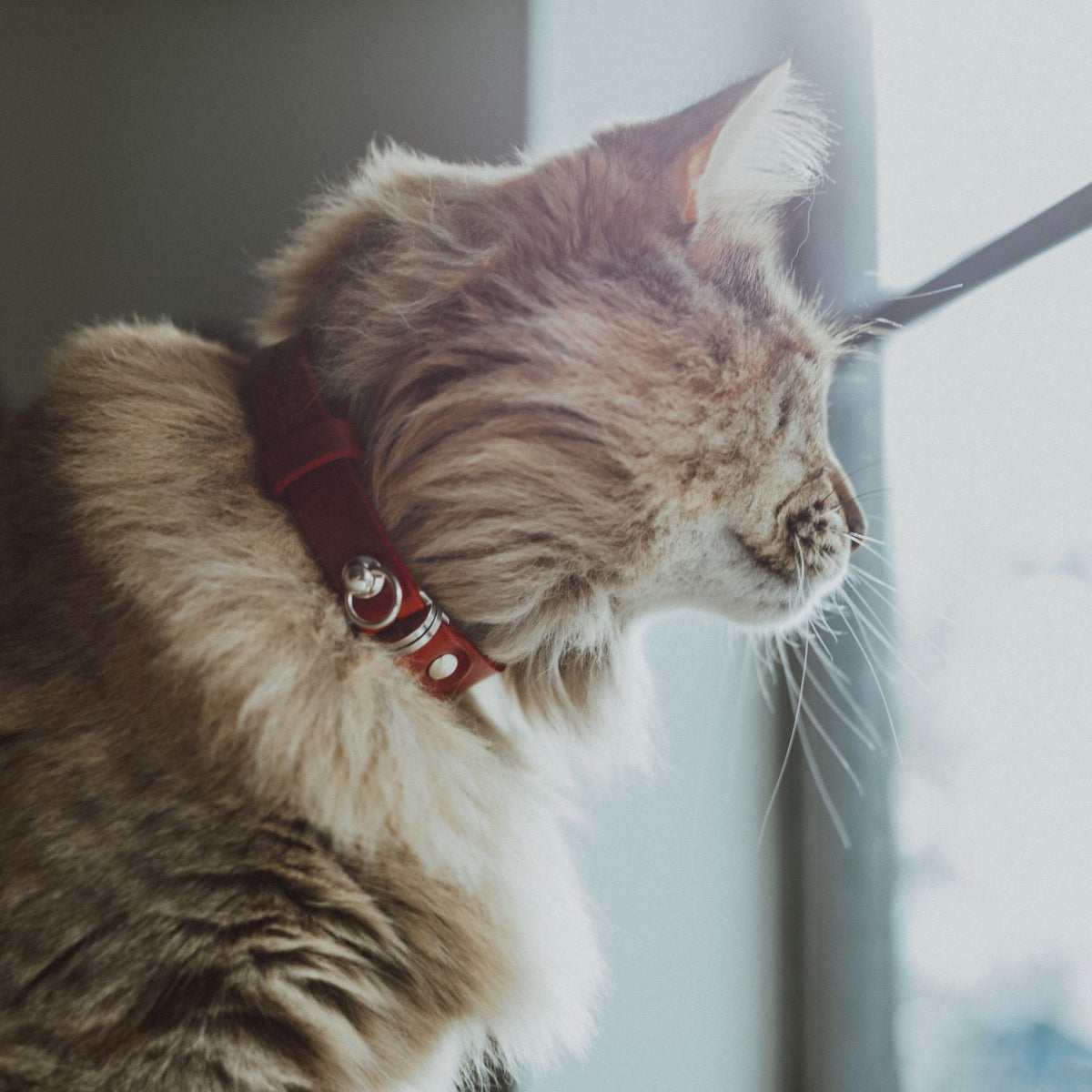 Red Vegan Silicone Leather Cat Collar With Breakaway Buckle & Bell –  Noggins & Binkles