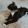 Tan and blue reversible leather cat collar on a black or tuxedo cat. Shows the magnetic breakaway clasp as well as the ring adjustment. 