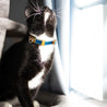 Blue and tan reversible leather cat collar with buckle adjustment on a black cat or tuxedo cat. Shows the magnetic breakaway clasp as well as the ring.