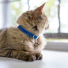 Blue and tan reversible leather cat collar on a brown long haired cat. Shows the buckle adjustment. 