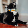 Tan and blue reversible leather cat collar on a black cat or tuxedo cat. Shows the ring adjustment and the blue keeper.