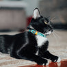 Aqua and yellow reversible leather cat collar on a black cat or tuxedo cat. Shows the magnetic breakaway clasp as well as the ring adjustment.