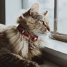 Red and rose reversible leather cat collar on a brown long haired cat. Shows the magnetic breakaway clasp, the keeper, and the ring adjustment close up.