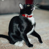 Red and rose reversible leather cat collar on a black cat or tuxedo cat. Shows the magnetic breakaway clasp as well as the ring hardware.