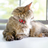 Rose and red reversible leather cat collar on a brown long haired cat. Shows the magnetic breakaway clasp as well as the ring close up.