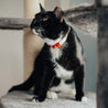 Rose and red reversible leather cat collar on a black cat or tuxedo cat. Shows the magnetic breakaway clasp, the keeper, and the ring.