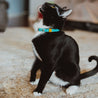 Aqua and yellow reversible leather cat collar on a black cat or tuxedo cat. Shows the magnetic breakaway clasp as well as the ring adjustment.