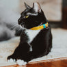 Yellow and aqua reversible leather cat collar on a black cat or tuxedo cat. Shows the magnetic breakaway clasp as well as the ring adjustment.