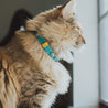 Aqua and yellow reversible leather cat collar on a brown long haired cat. Shows the keeper as well as the ring adjustment close up.